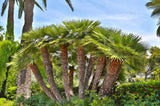 5 MEDITERRANEAN FAN PALM European Dwarf Tree Shrub Chamaerops Humilis Seeds