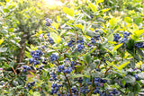 50 Northern HIGHBUSH BLUEBERRY BUSH Vaccinium Fruit Shrub Blue Berry White Flower Seeds