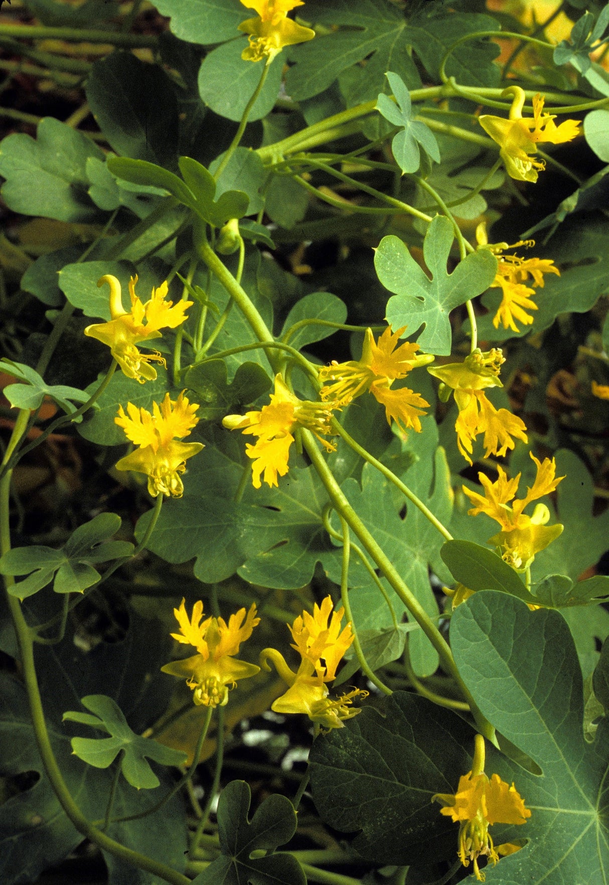10 CANARY CREEPER NASTURTIUM Vine Tropaeolum Peregrinum Yellow Canarybird Flower Seeds