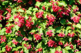 20 Tatarian FLAME MAPLE TREE Red Acer Tataricum Seeds