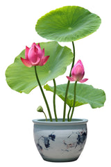 5 BOWL LOTUS Mixed Colors Dwarf Nelumbo Nucifera Aquatic Flower Seeds