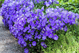 1000 TUSSOCK BELLFLOWER (Carpathian Bellflower) Campanula Carpatica Flower Seeds