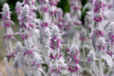100 Wolly LAMBS EAR Stachys Byzantina Silvery Fuzzy Leaves Purple Flower Seeds
