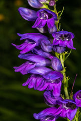 250 NATIVE MIX Beardtongue PENSTEMON Grandiflorus, Strictus, Cobaea, Palmeri, Digitalis, Pallidus - Pink White Blue Purple Flower Seeds