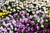 100 White DWARF CREEPING DAISY Chrysanthemum Paludosum Leucanthemum Flower Seeds