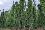 25 COMMON HOPS European Humulus Lupulus Vine Seeds Beer Making Ingredient Seeds