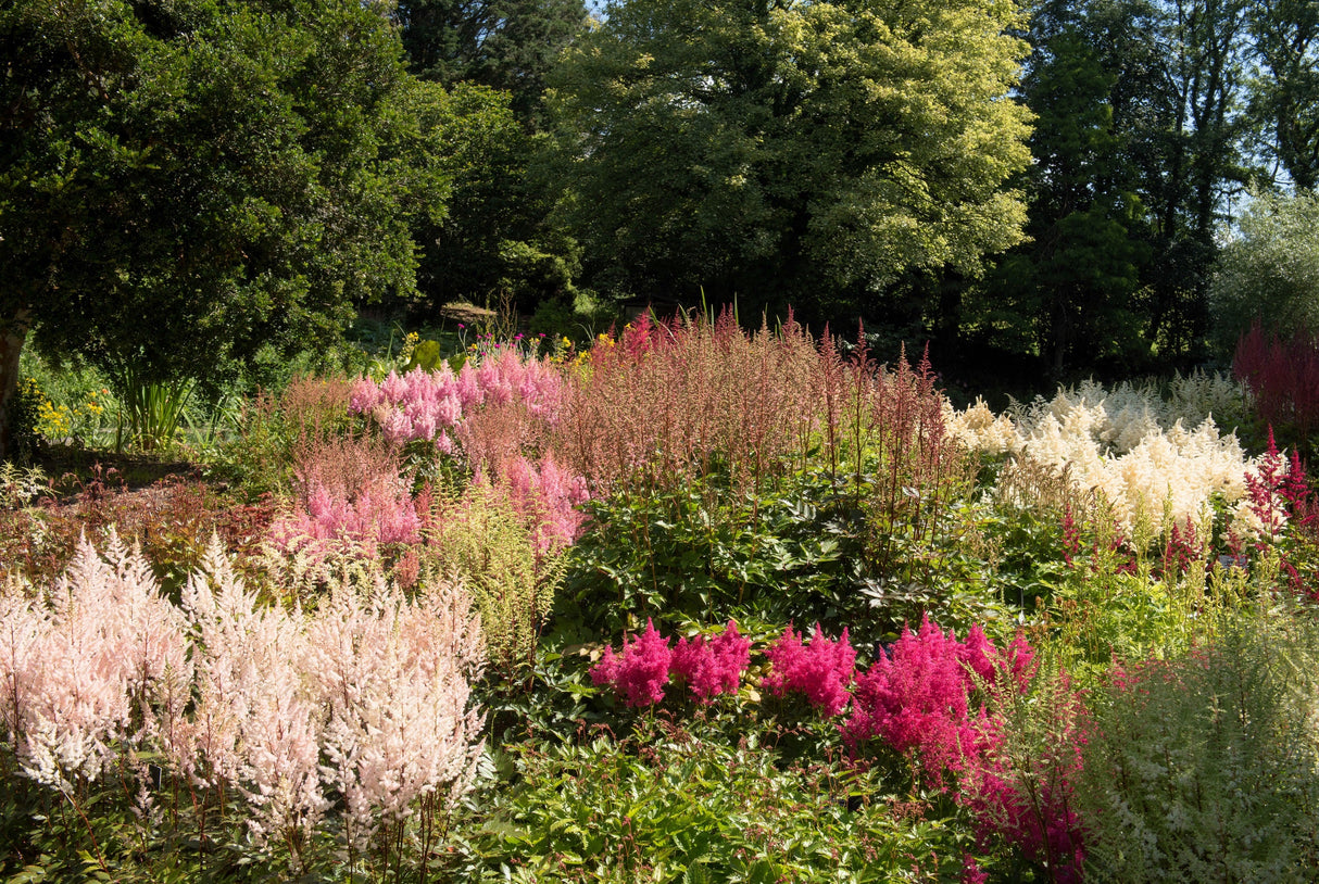 50 MIXED Colors ASTILBE BUNTER Astilbe Simplicifolia Shade Red White Purple Pink Flower Seeds