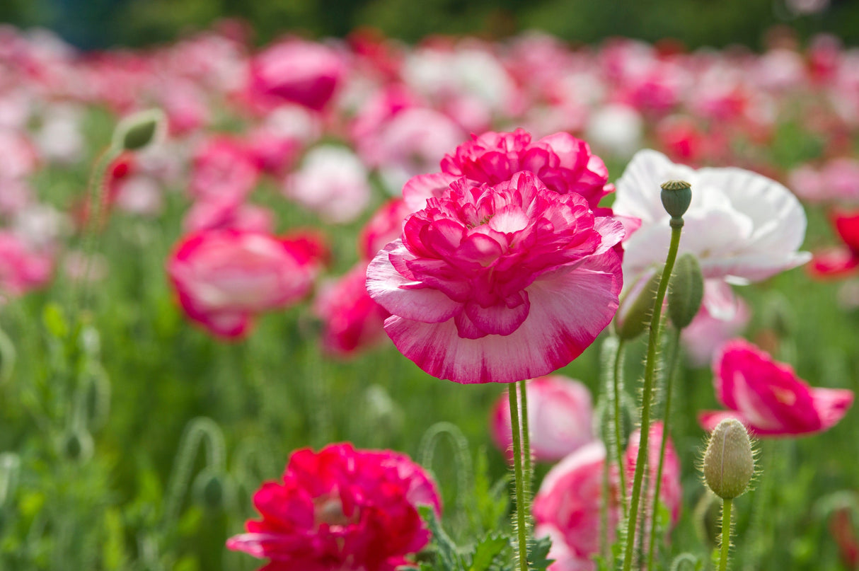 1000 Mixed Colors DOUBLE SHIRLEY POPPY Papaver Rhoeas Flower Seeds