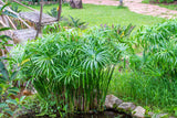 50 UMBRELLA PLANT CYPERUS Alternifolius Papyrus Grass Umbrella Palm Flower Seeds