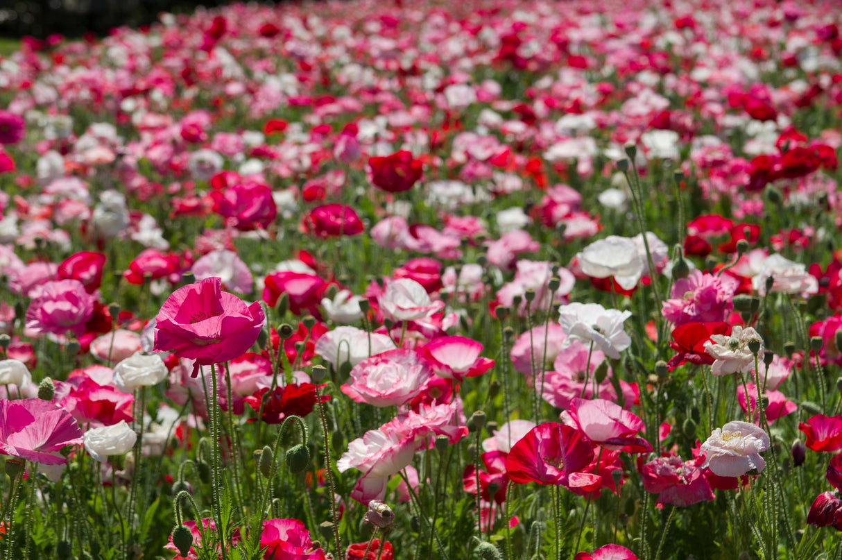 1000 Mixed Colors DOUBLE SHIRLEY POPPY Papaver Rhoeas Flower Seeds
