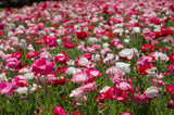 1000 Mixed Colors DOUBLE SHIRLEY POPPY Papaver Rhoeas Flower Seeds