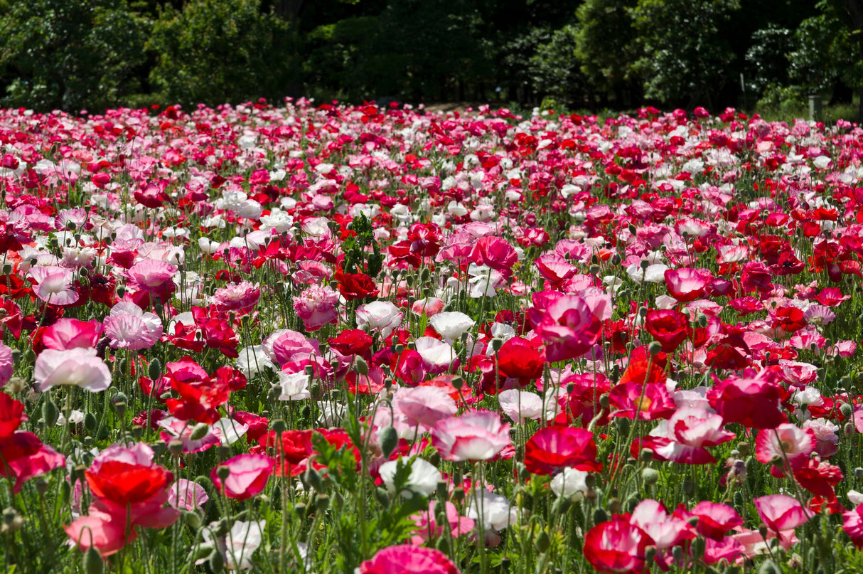 1000 Mixed Colors DOUBLE SHIRLEY POPPY Papaver Rhoeas Flower Seeds