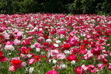 1000 Mixed Colors DOUBLE SHIRLEY POPPY Papaver Rhoeas Flower Seeds