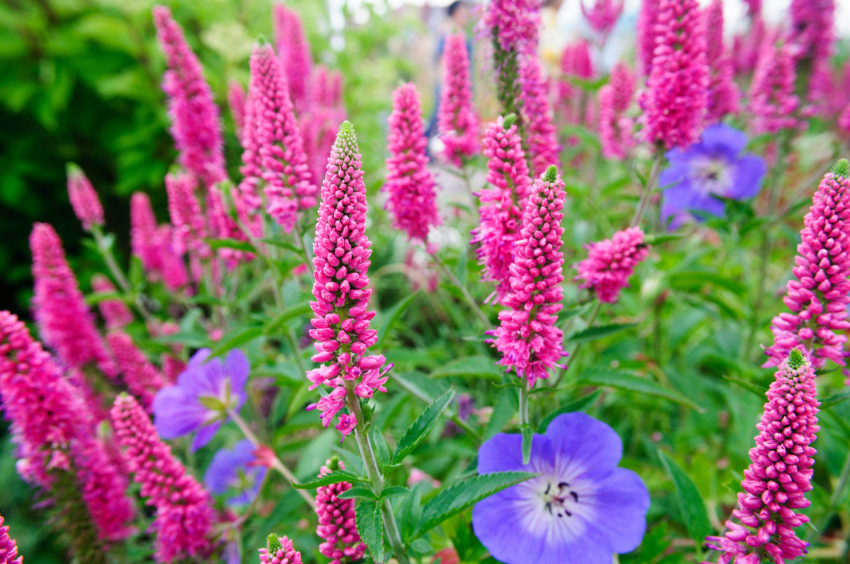 50 Mixed Colors VERONICA SIGHTSEEING MIXTURE (Spike Speedwell) Veronica Spicata Flower Seeds
