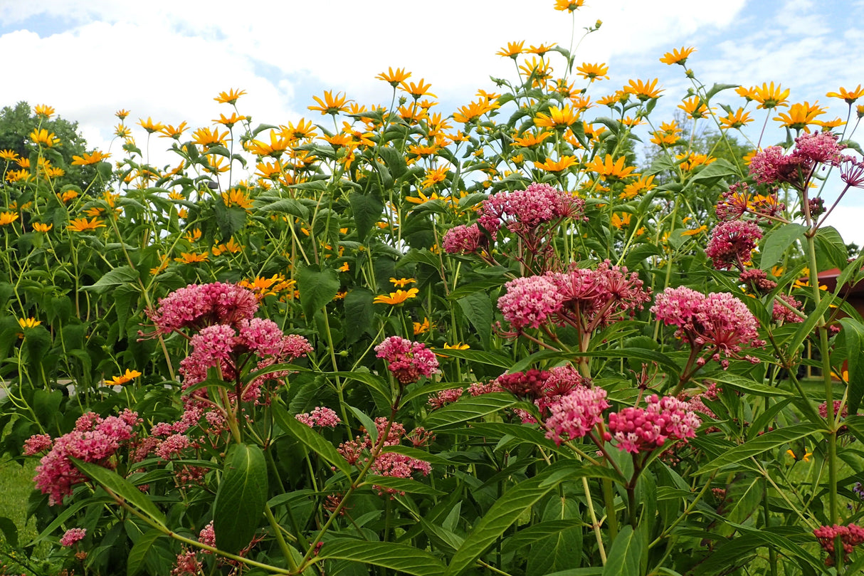 20 CINDERELLA MILKWEED Asclepias Incarnata Flower Seeds