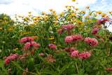 20 CINDERELLA MILKWEED Asclepias Incarnata Flower Seeds