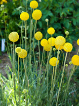 20 Yellow BILLY BUTTONS / WOLLYHEADS Craspedia Globosa Flower Seeds
