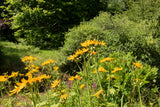 250 MAXIMILIAN (Prairie) SUNFLOWER Helianthus Maximiliani Flower Seeds