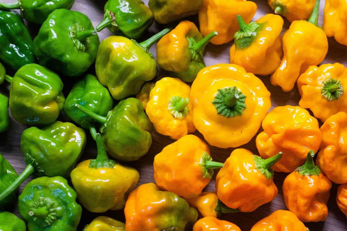 40 Yellow SCOTCH BONNET PEPPER very hot Jamaican Capsicum Chinense Vegetable Seeds