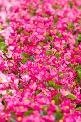 25 Rose PINK WAX BEGONIA Semperflorens Fibrous Shade Flower Seeds