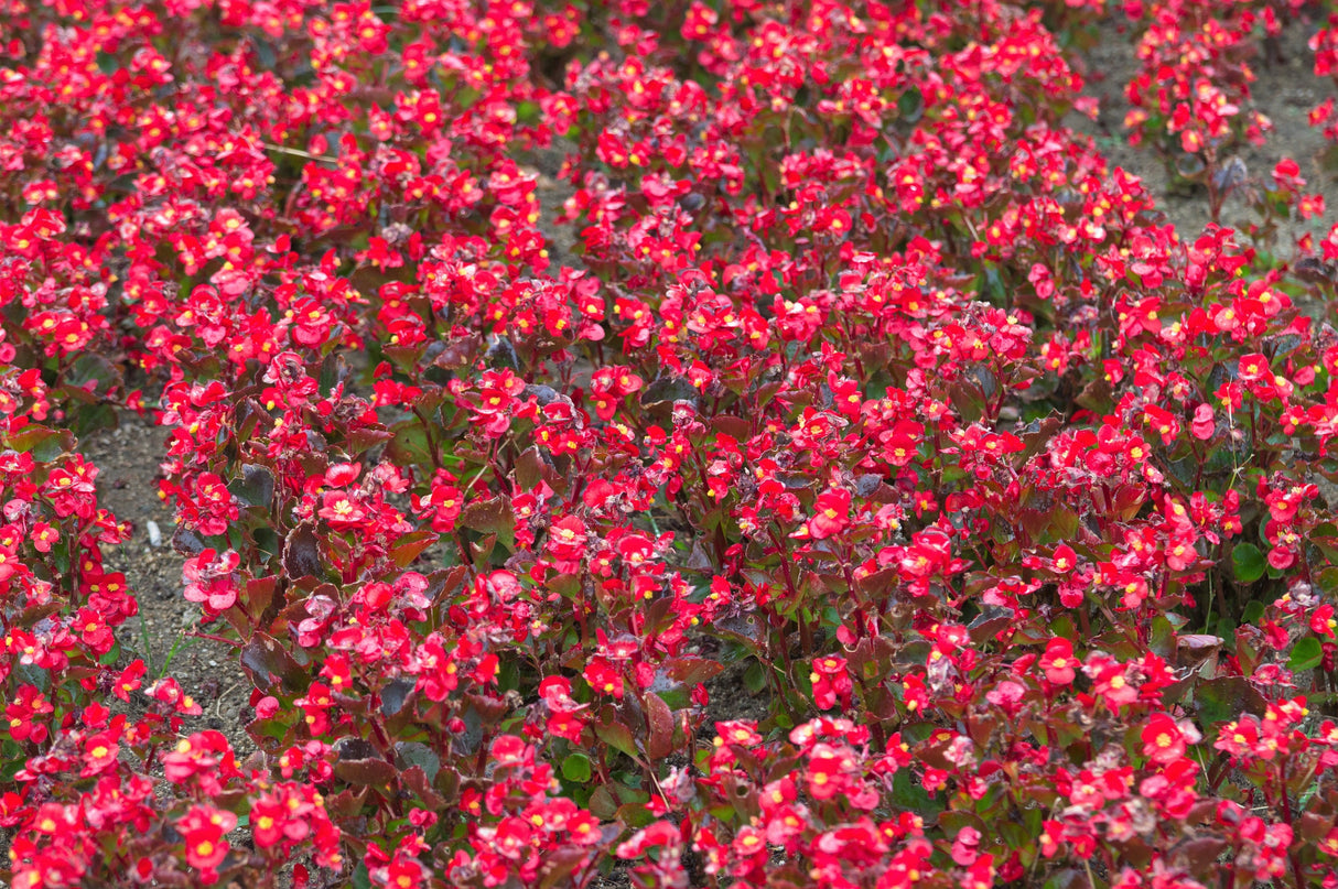 25 WAX MIXED BEGONIA Semperflorens Fibrous Mixed Colors Red Pink White Two Tone Shade Flower Seeds