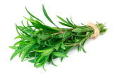 300 MEXICAN Mint MARIGOLD Spanish Tarragon Tagetes Lucida Flower Herb Seeds
