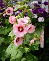 25 PALE PINK HOLLYHOCK Light Alcea Rosea Flower Seeds Perennial