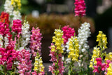 2000 SNAPDRAGON CORONA MIX Antirrhinum Majus Flower Seeds
