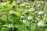 1000 POPPY " THE GIANT " Papaver Giganteum Pink & Purple Huge Pods Flower Seeds