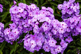 10 TALL GARDEN PHLOX Paniculata Mixed Colors 'New Hybrids Mix' Flower Seeds