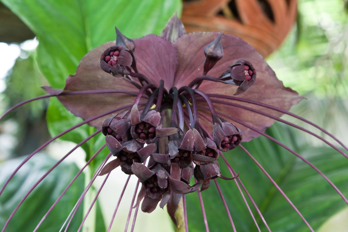 5 BLACK BAT FLOWER ( Cats Whiskers / Devil Flower ) Tacca Chantrieri Flower Seeds