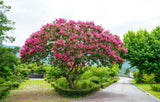 50 MIXED CREPE MYRTLE Lagerstroemia Indica Tree Shrub Crape  6 Color Mix - Red, Purple, Light Pink, Dark Pink, White, & Lilac Flower Seeds