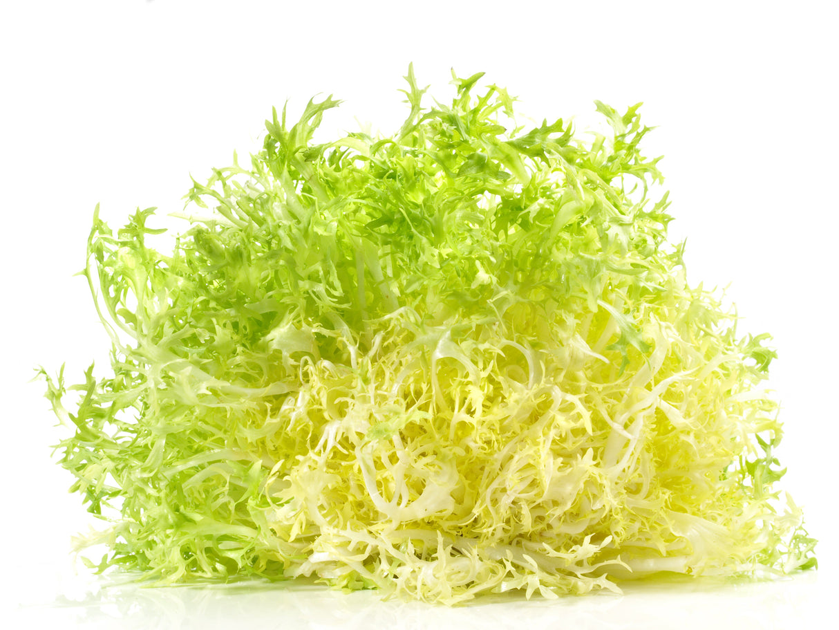 3000 GREEN CURLED ENDIVE (Frisée / Salad Endive / Moss Curled Endive / Escarole) Cichorium Endivia Vegetable Seeds