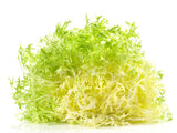 3000 GREEN CURLED ENDIVE (Frisée / Salad Endive / Moss Curled Endive / Escarole) Cichorium Endivia Vegetable Seeds