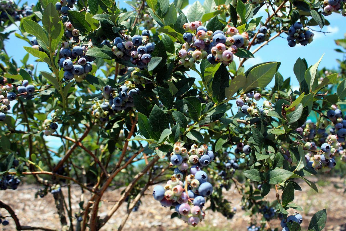 50 Northern HIGHBUSH BLUEBERRY BUSH Vaccinium Fruit Shrub Blue Berry White Flower Seeds