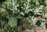 100 SUGAR BABY WATERMELON Citrullus lanatus Fruit Melon Seeds