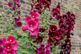25 BRIGHT PINK HOLLYHOCK Alcea Rosea Flower Seeds Perennial