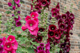 50 Mixed Colors HOLLYHOCK KING HENRY VIII Mix Alcea Rosea Flower Seeds