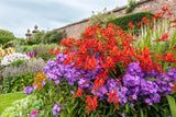 10 RED LUCIFER CROCOSMIA Crocosmia Masoniorum Flower Seeds