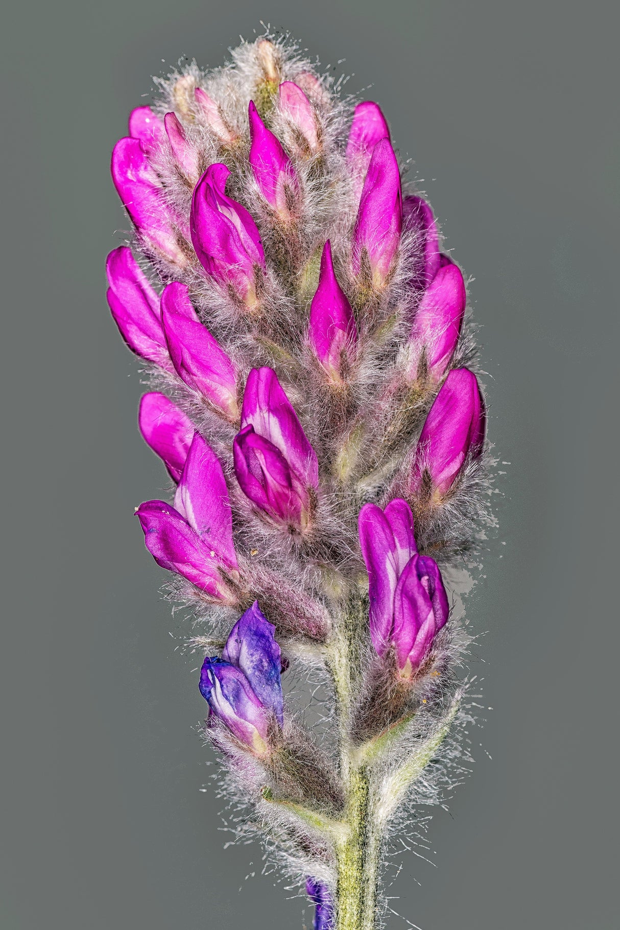 30 Purple LOCOWEED CRAZYWEED Oxytropis Lambertii Native Flower Seeds