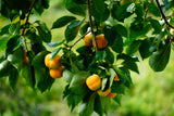 5 AMERICAN PERSIMMON TREE Diospyros Virginiana Fruit Seeds