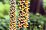 50 RUSTY FOXGLOVE Hummingbird Flower Digitalis Ferruginea Yellow Herald Seeds