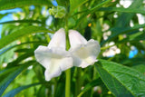 1500 Organic SESAME SEED Sesamum Indicum White Flower Vegetable Bread Seeds