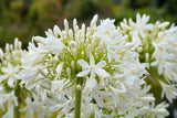 25 WHITE LILY of the NILE Agapanthus Orientalis African Lily Flower Seeds