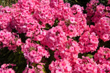 10 TALL GARDEN PHLOX Paniculata Mixed Colors 'New Hybrids Mix' Flower Seeds