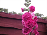 50 SUMMER CARNIVAL HOLLYHOCK Double Mixed Colors Red Pink White Yellow Peach Alcea Rosea Flower Seeds