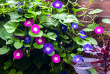 50 Mixed Colors MORNING GLORY Ipomoea Purpurea Vine Flower Seeds