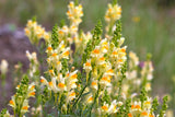 500 BUTTER & EGGS TOADFLAX Linaria Vulgaris Wild Snapdragon Bicolor Yellow Flower Seeds