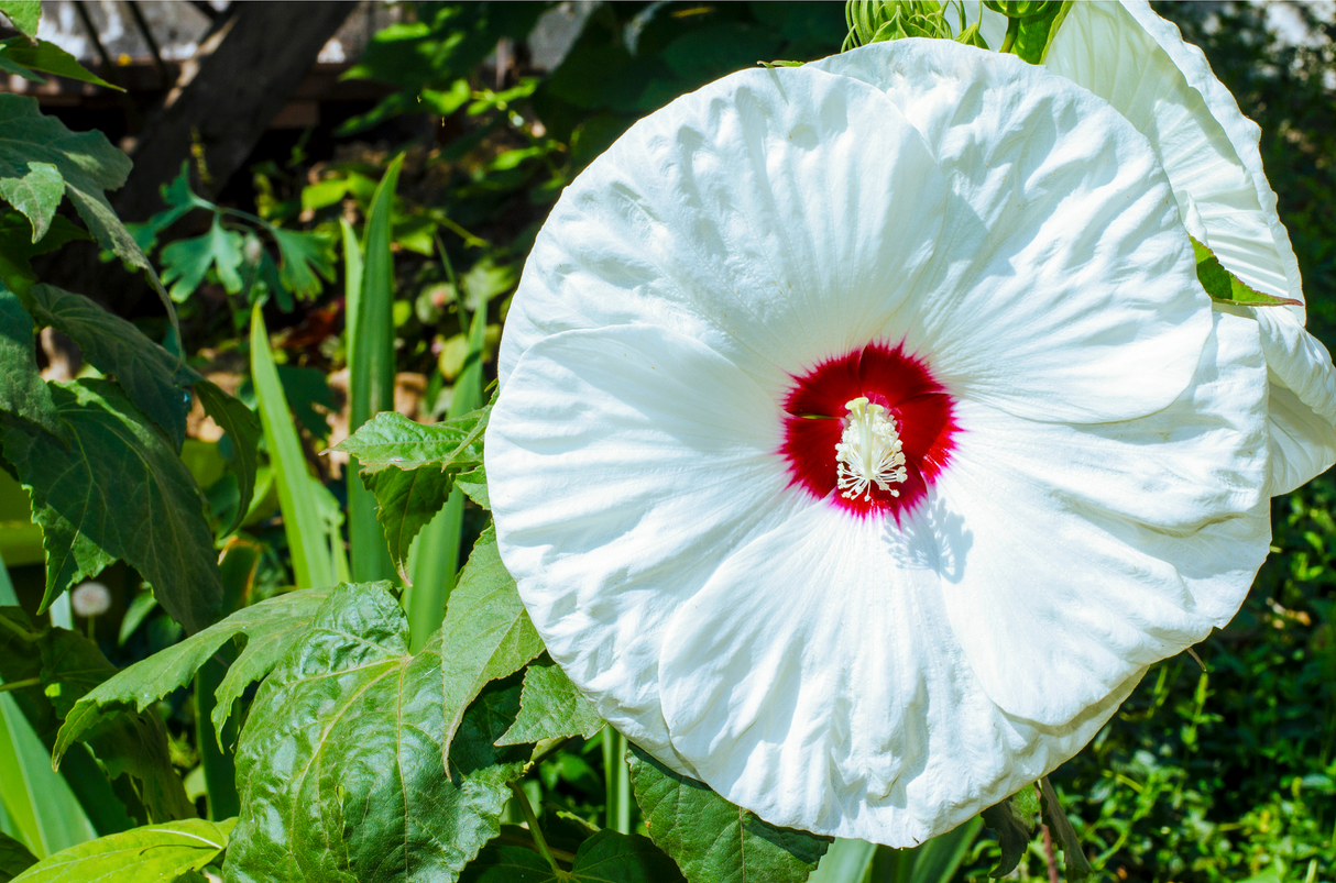 25 Luna WHITE HARDY HIBISCUS Hibiscus Moscheutos Flower Seeds
