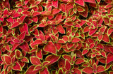 100 Mixed Colors COLEUS RAINBOW MIX Shade Houseplant Solenostemon Flower Seeds